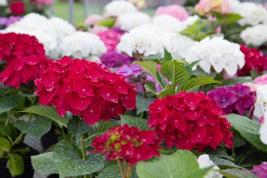 Bahçede pembe ve beyaz ortanca