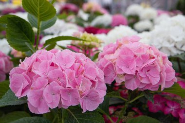 Bahçede pembe ve beyaz ortanca