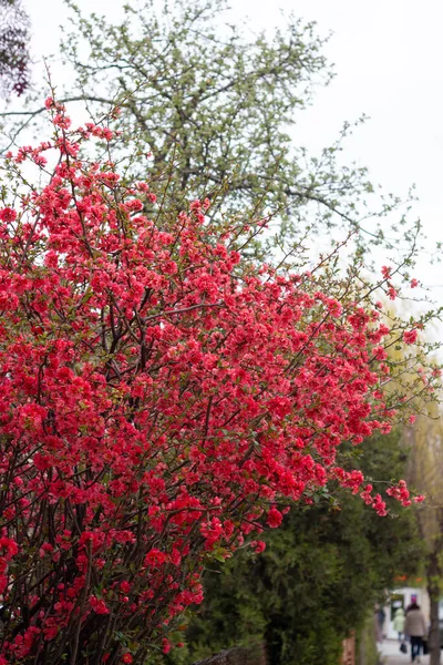 Flores Vermelhas Arbusto Flores Primavera — Fotografia de Stock
