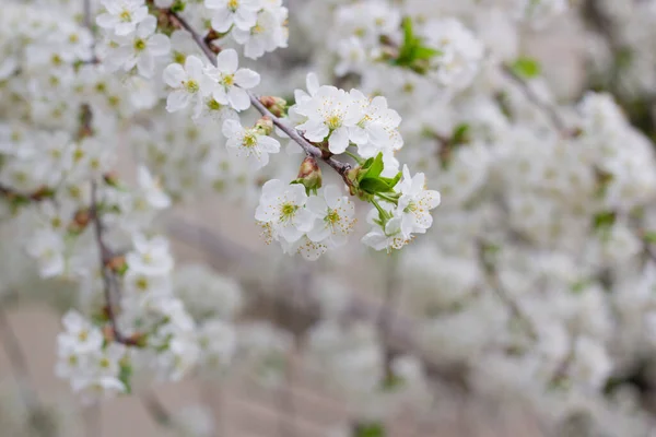 Цветущее Дерево Белые Цветы Дереве — стоковое фото