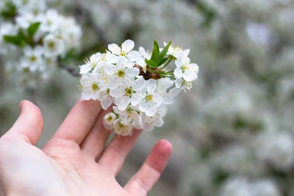 Цветущее Дерево Белые Цветы Дереве — стоковое фото