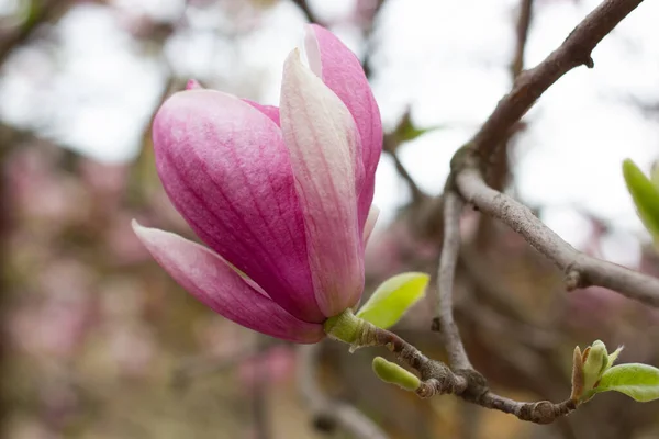 pink magnolia flower, spring magnolia flower