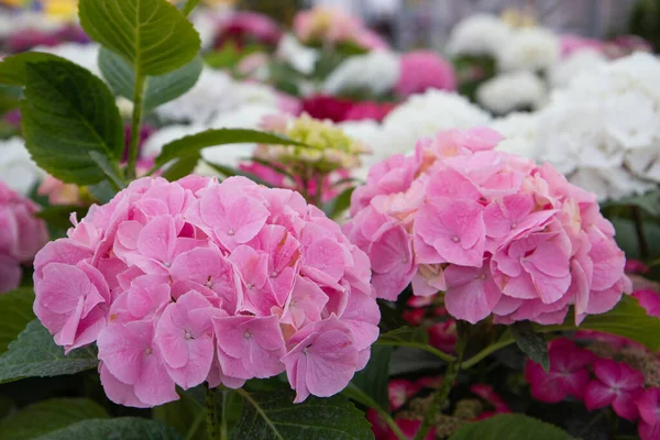 Bahçede pembe ve beyaz ortanca