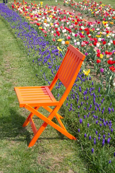 orange chair in a field of tulips