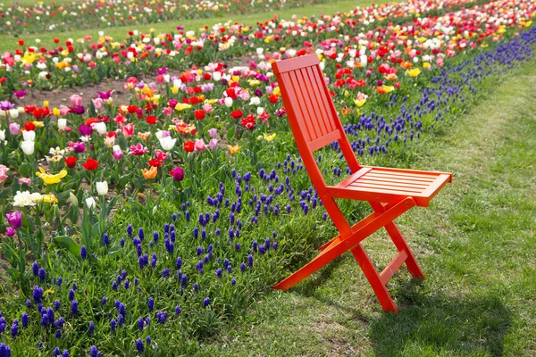 orange chair in a field of tulips