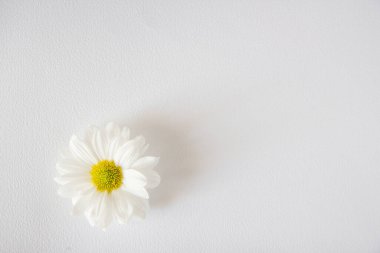 beyaz zemin üzerinde papatya