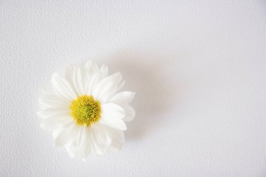 beyaz zemin üzerinde papatya