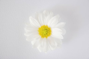 beyaz zemin üzerinde papatya