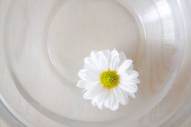 beyaz zemin üzerinde papatya