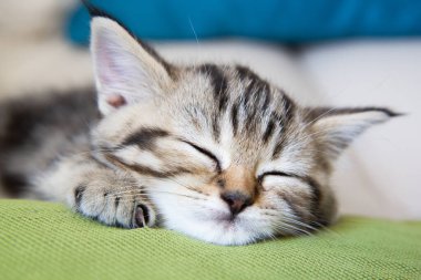 Çizgili kedi yastıkta uyuyor.