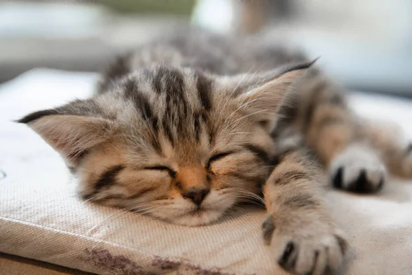 Милая Маленькая Кошечка Спит Подушке — стоковое фото