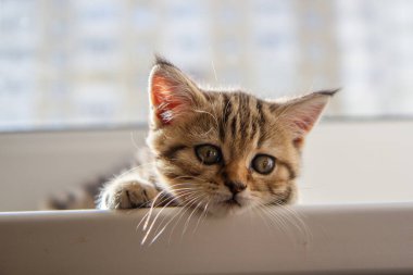 Pencerenin kenarındaki sevimli tekir kedi yavrusu.