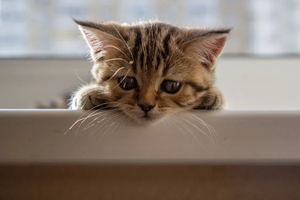 Cute Tabby Kitten Windowsill — Stock Photo, Image