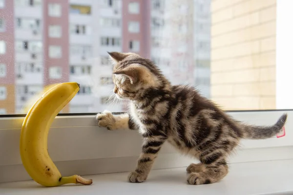 Tabby Γατάκι Παίζει Μια Μπανάνα Στο Περβάζι — Φωτογραφία Αρχείου