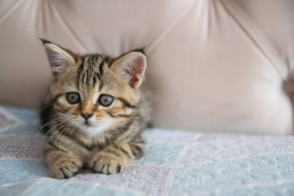 Gatinho Listrado Cama — Fotografia de Stock