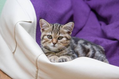 Kedi yatağa uzanıyor.