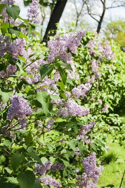 Фіолетові Бузкові Квіти Саду — стокове фото