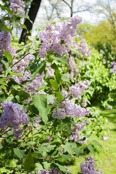 Фіолетові Бузкові Квіти Саду — стокове фото