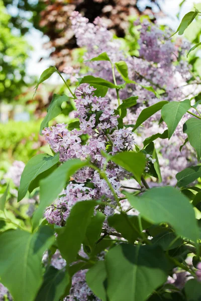 Фиолетовые Сиреневые Цветы Саду — стоковое фото