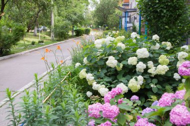 Bahçedeki pembe ortanca çiçekleri