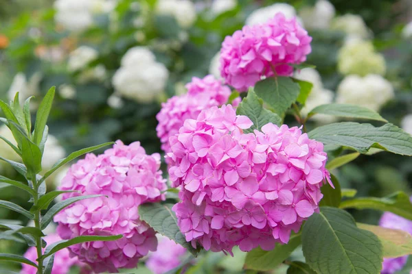 Рожеві Квіти Гортензії Саду — стокове фото