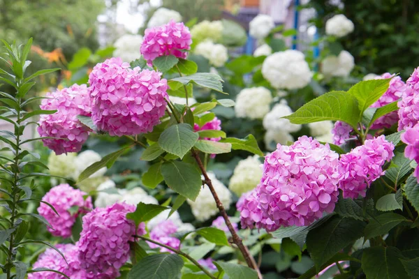Ροζ Λουλούδια Ορτανσία Στον Κήπο — Φωτογραφία Αρχείου