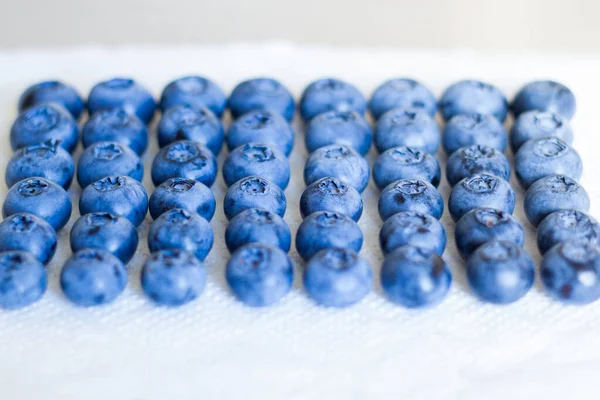 Blueberries Laid Out Rows White Background Blue Blueberries White Background — Foto de Stock
