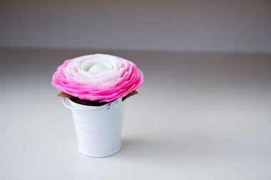 Masadaki beyaz vazoda pembe ranunculus.