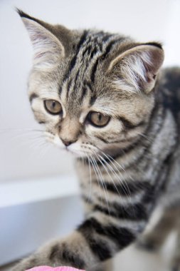 Pembe çiçeği koklayan kedi yavrusu.