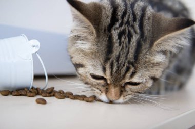 Tekir kedicik beyaz kovadan yemek yiyor.