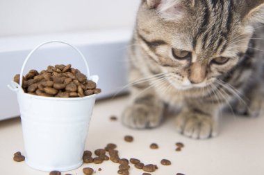 Tekir kedicik beyaz kovadan yemek yiyor.