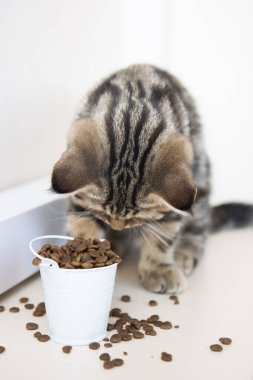 Tekir kedicik beyaz kovadan yemek yiyor.