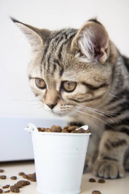 Tekir kedicik beyaz kovadan yemek yiyor.