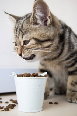 Tekir kedicik beyaz kovadan yemek yiyor.