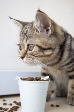 Tekir kedicik beyaz kovadan yemek yiyor.