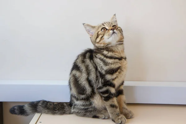 Striped Kitten Sitting Table — Foto de Stock