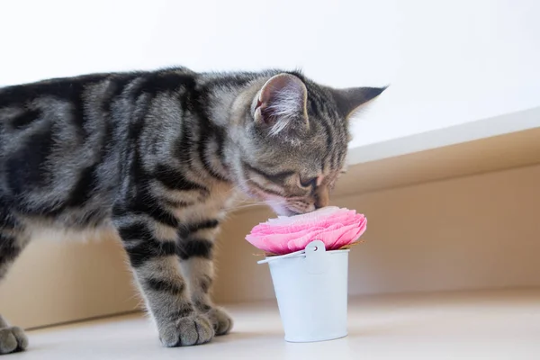 kitten sniffing a pink flower