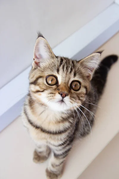 Striped Kitten Sitting Table — Fotografia de Stock