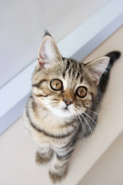 Striped Kitten Sitting Table — стоковое фото