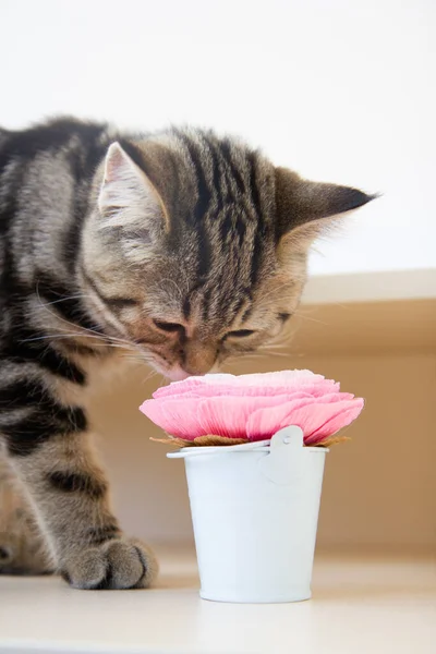 kitten sniffing a pink flower