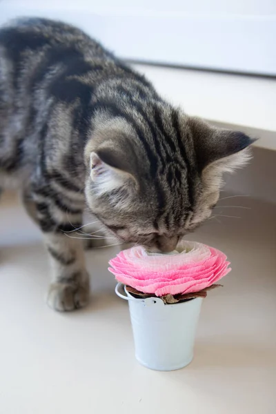 Kitten Sniffing Pink Flower — Φωτογραφία Αρχείου