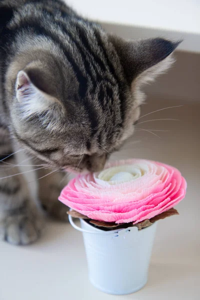 kitten sniffing a pink flower