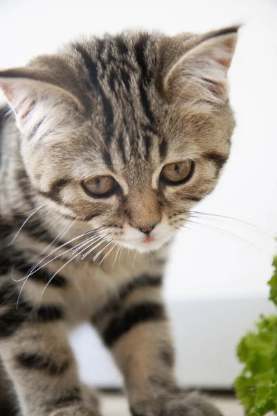 Tabby Kitten Eats Green Salad — Φωτογραφία Αρχείου