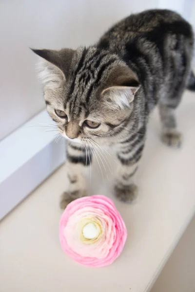 Kitten Sniffing Pink Flower — Φωτογραφία Αρχείου