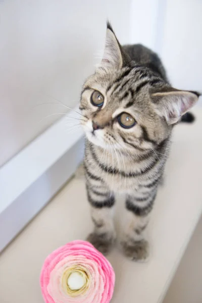 Kitten Sniffing Pink Flower — Φωτογραφία Αρχείου