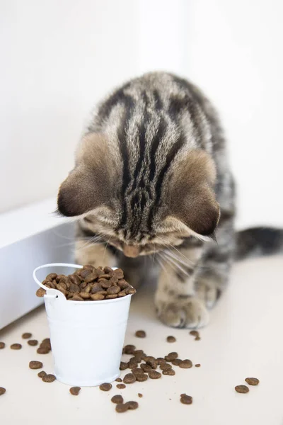 Tabby Kitten Eats Food White Bucket — стоковое фото