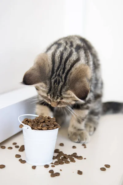 tabby kitten eats food from a white bucket