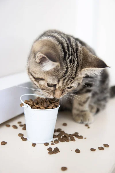 tabby kitten eats food from a white bucket