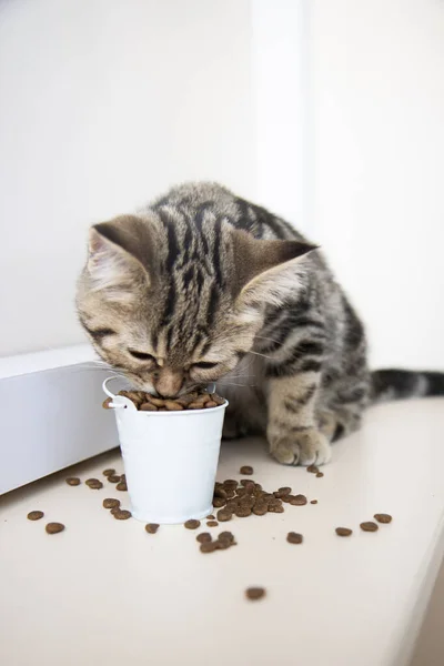 tabby kitten eats food from a white bucket