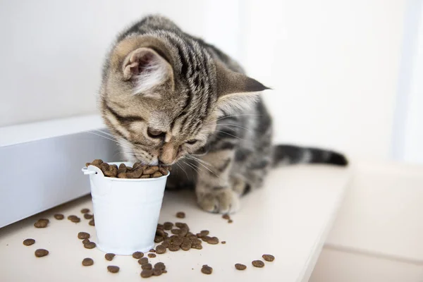 tabby kitten eats food from a white bucket